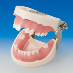 Basic Implantat Trningsmodel 