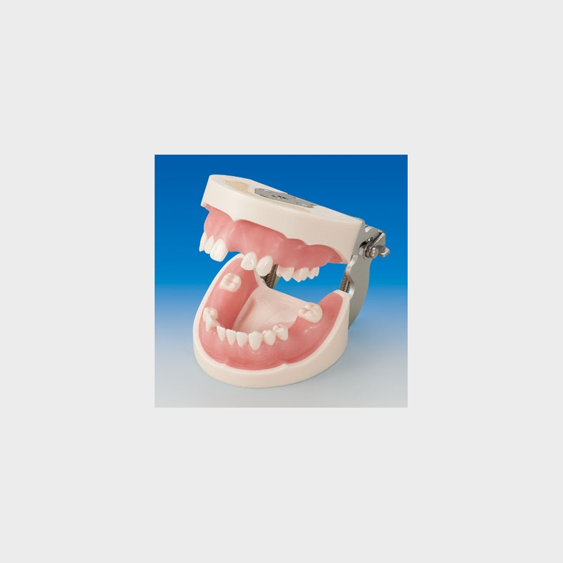 Basic Implantat Trningsmodel 